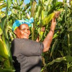Wakulima 8,000 Kunufaika Na Awamu Ya Pili Ya Utekelezaji Wa Mradi Wa Kilimo Thabiti 