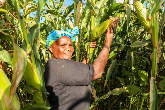 Wakulima 8,000 Kunufaika Na Awamu Ya Pili Ya Utekelezaji Wa Mradi Wa Kilimo Thabiti 